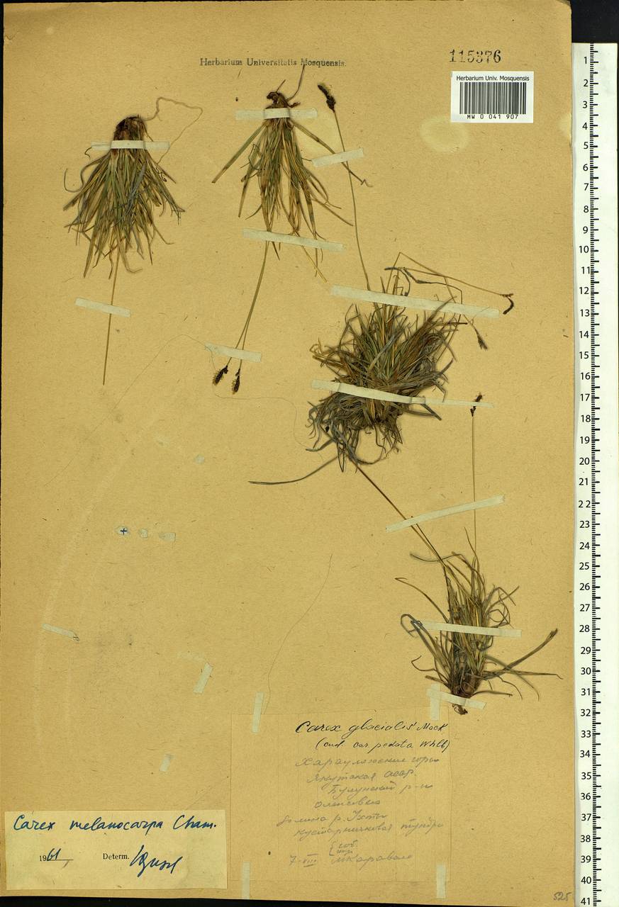 Carex melanocarpa Cham. ex Trautv., Siberia, Yakutia (S5) (Russia)