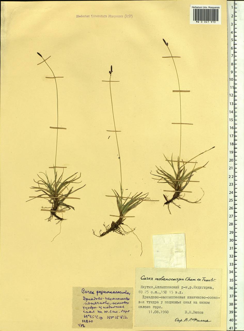 Carex melanocarpa Cham. ex Trautv., Siberia, Yakutia (S5) (Russia)