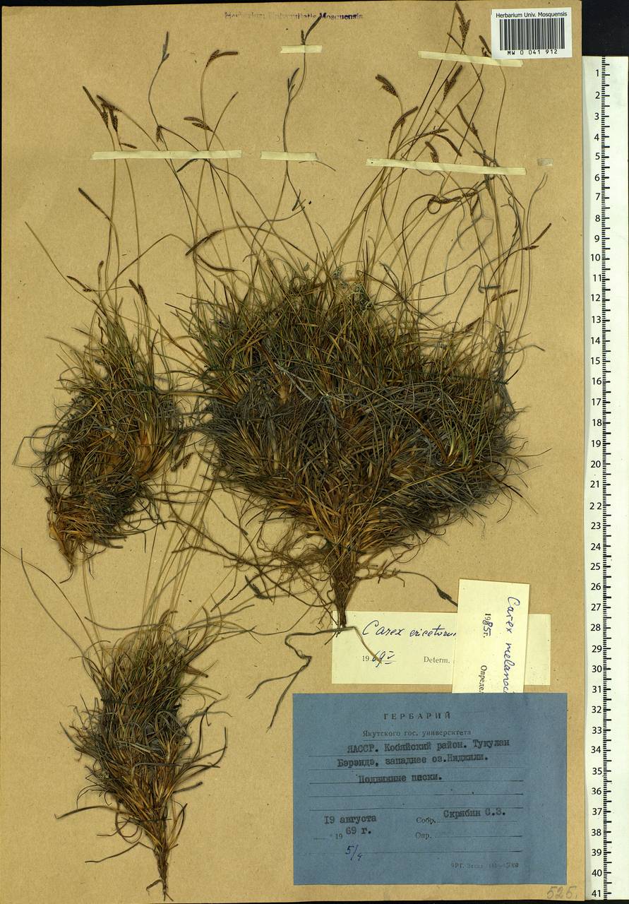 Carex melanocarpa Cham. ex Trautv., Siberia, Yakutia (S5) (Russia)