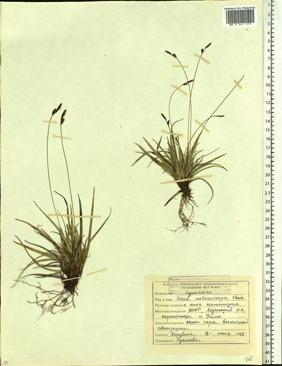 Carex melanocarpa Cham. ex Trautv., Siberia, Yakutia (S5) (Russia)