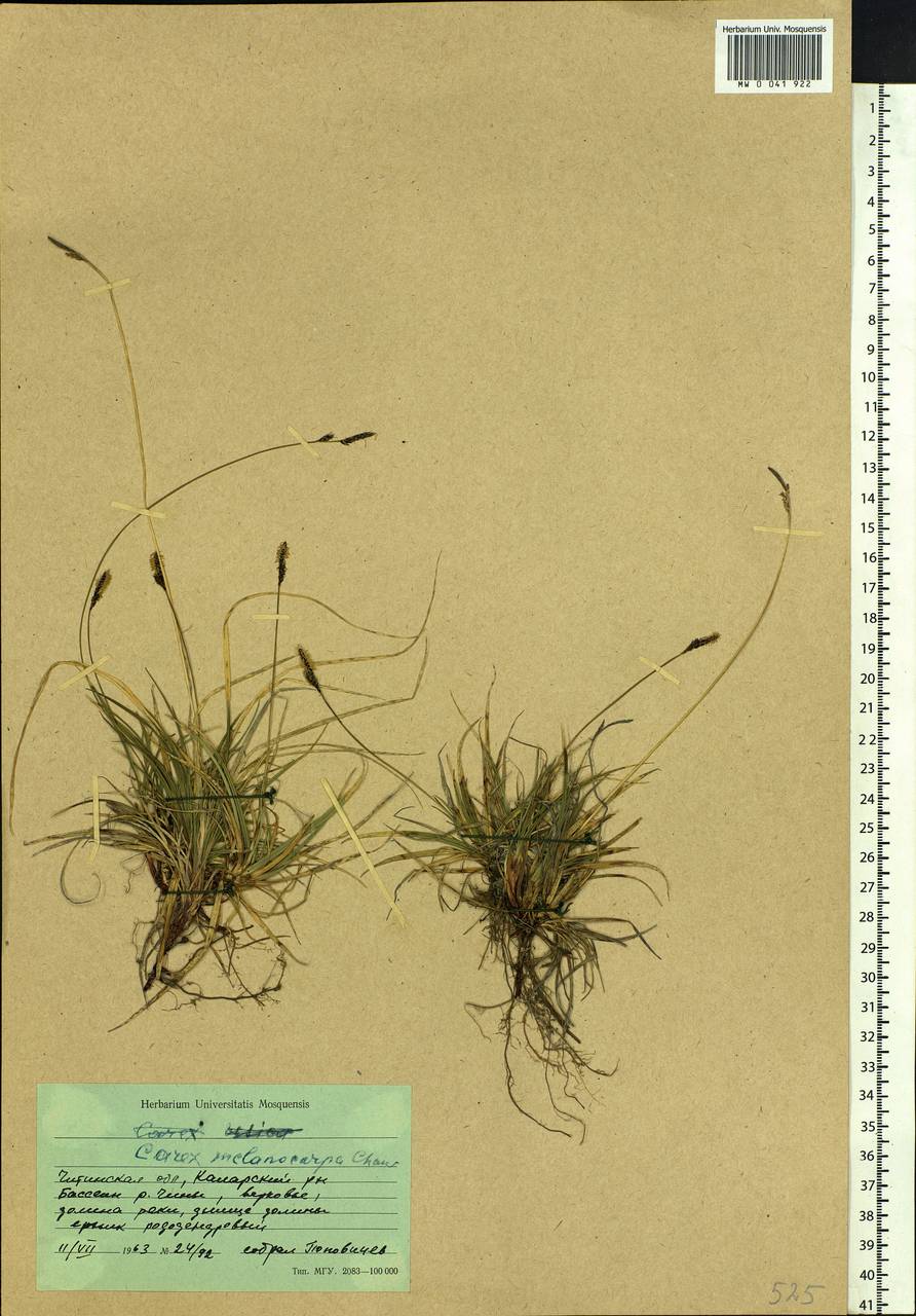 Carex melanocarpa Cham. ex Trautv., Siberia, Baikal & Transbaikal region (S4) (Russia)