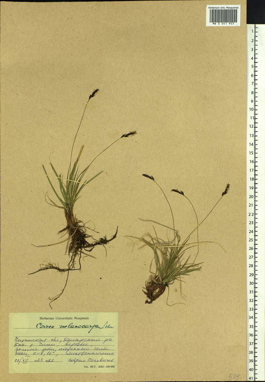 Carex melanocarpa Cham. ex Trautv., Siberia, Baikal & Transbaikal region (S4) (Russia)