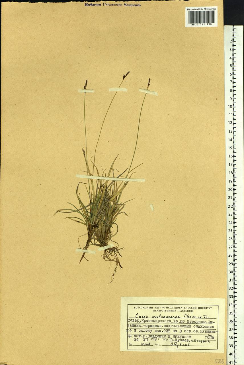 Carex melanocarpa Cham. ex Trautv., Siberia, Central Siberia (S3) (Russia)