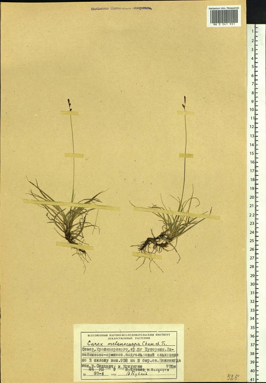Carex melanocarpa Cham. ex Trautv., Siberia, Central Siberia (S3) (Russia)