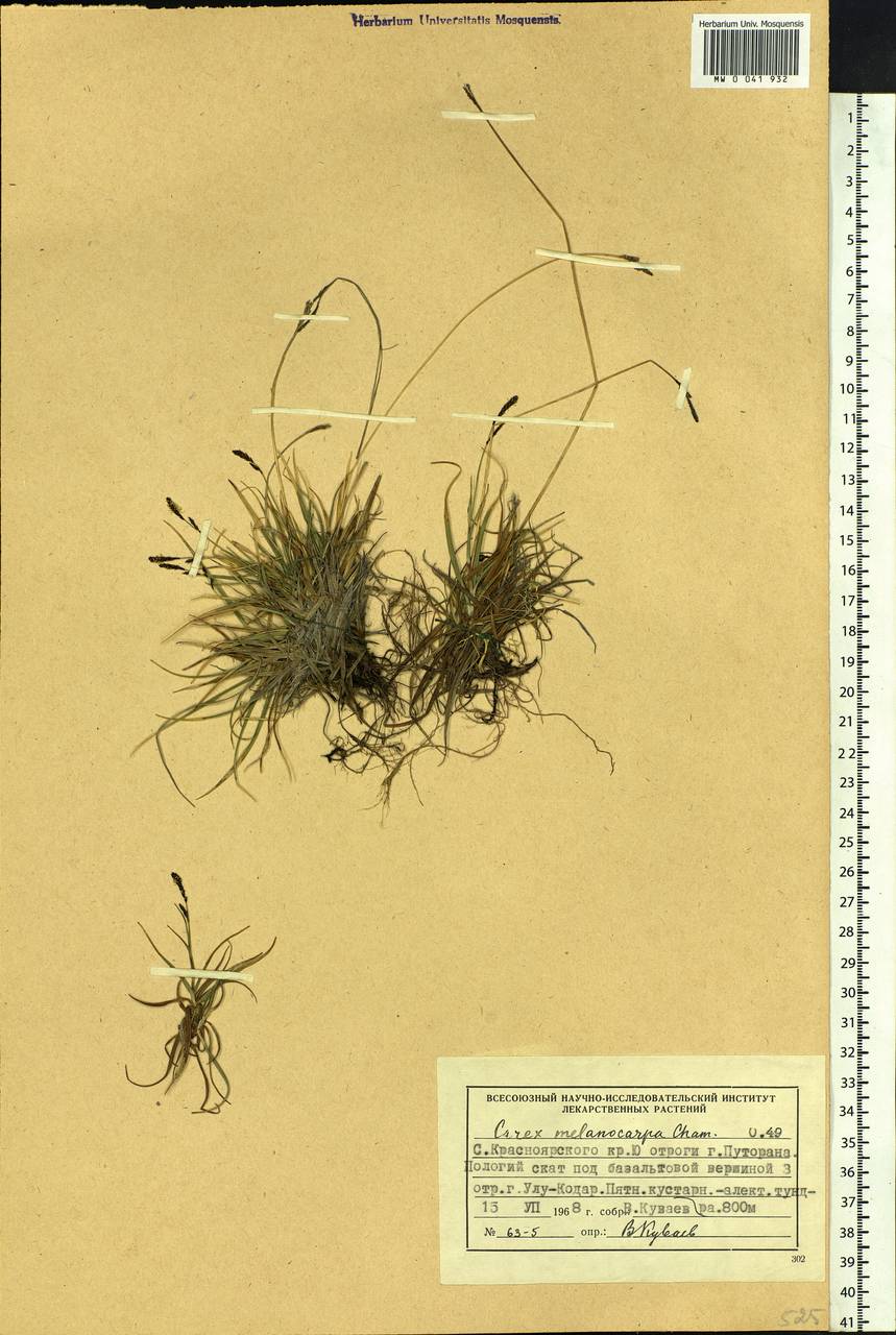 Carex melanocarpa Cham. ex Trautv., Siberia, Central Siberia (S3) (Russia)