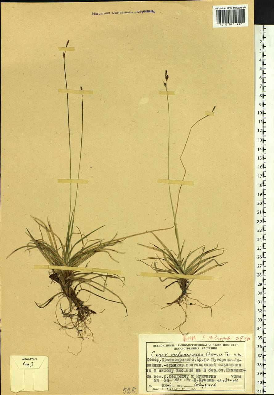 Carex melanocarpa Cham. ex Trautv., Siberia, Central Siberia (S3) (Russia)