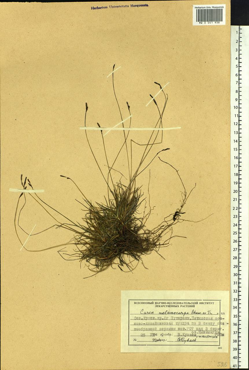 Carex melanocarpa Cham. ex Trautv., Siberia, Central Siberia (S3) (Russia)