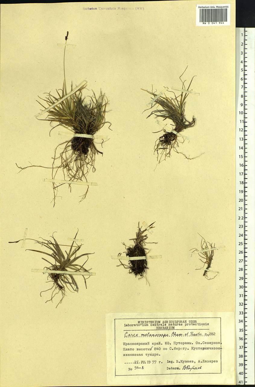 Carex melanocarpa Cham. ex Trautv., Siberia, Central Siberia (S3) (Russia)