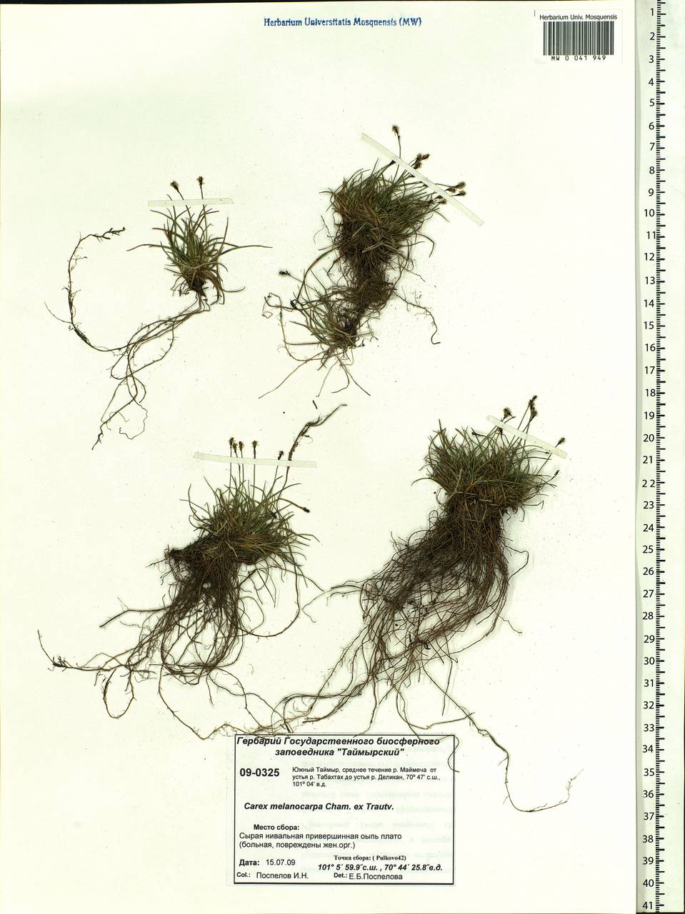 Carex melanocarpa Cham. ex Trautv., Siberia, Central Siberia (S3) (Russia)