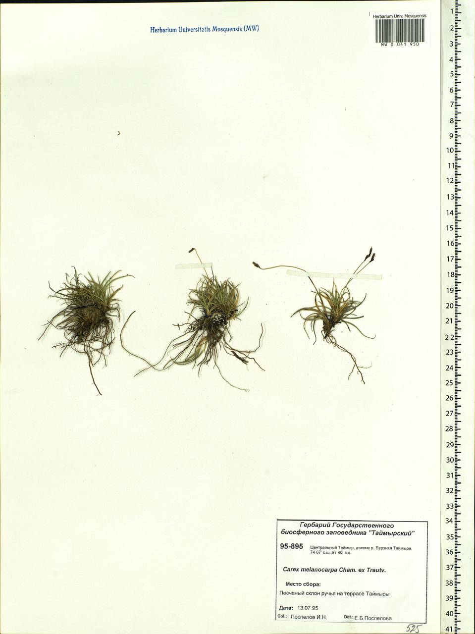 Carex melanocarpa Cham. ex Trautv., Siberia, Central Siberia (S3) (Russia)