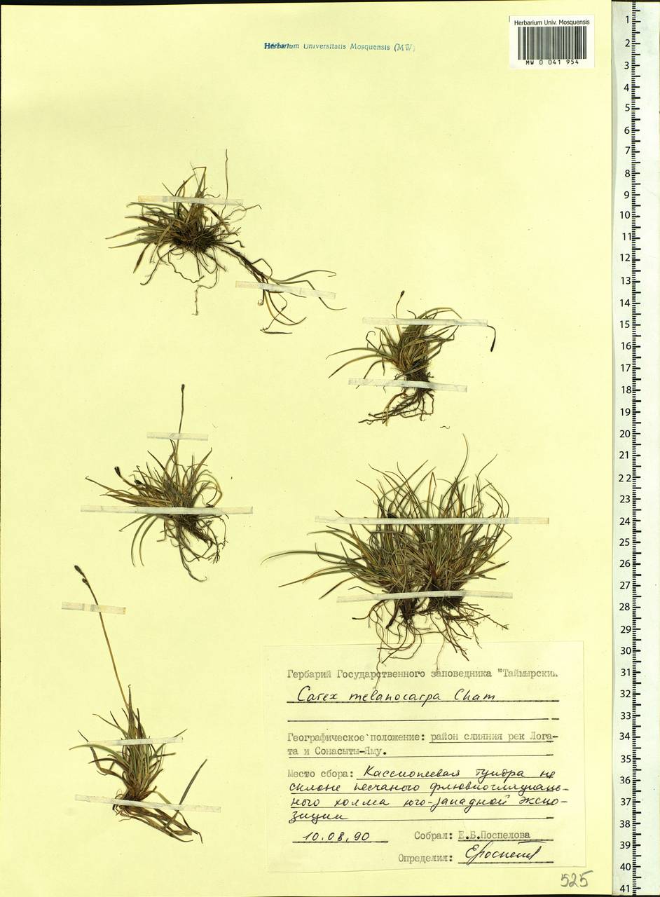 Carex melanocarpa Cham. ex Trautv., Siberia, Central Siberia (S3) (Russia)