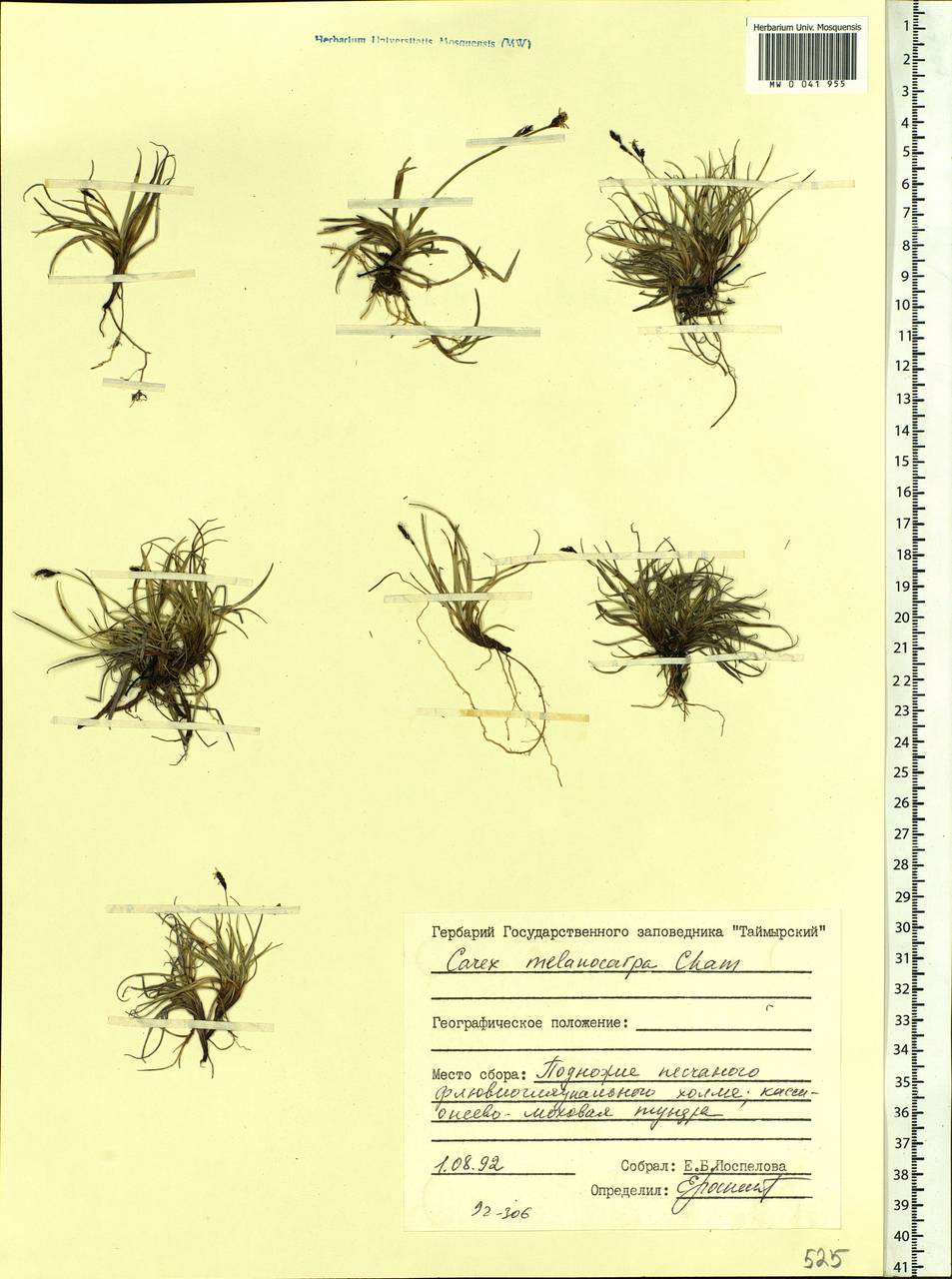 Carex melanocarpa Cham. ex Trautv., Siberia, Central Siberia (S3) (Russia)