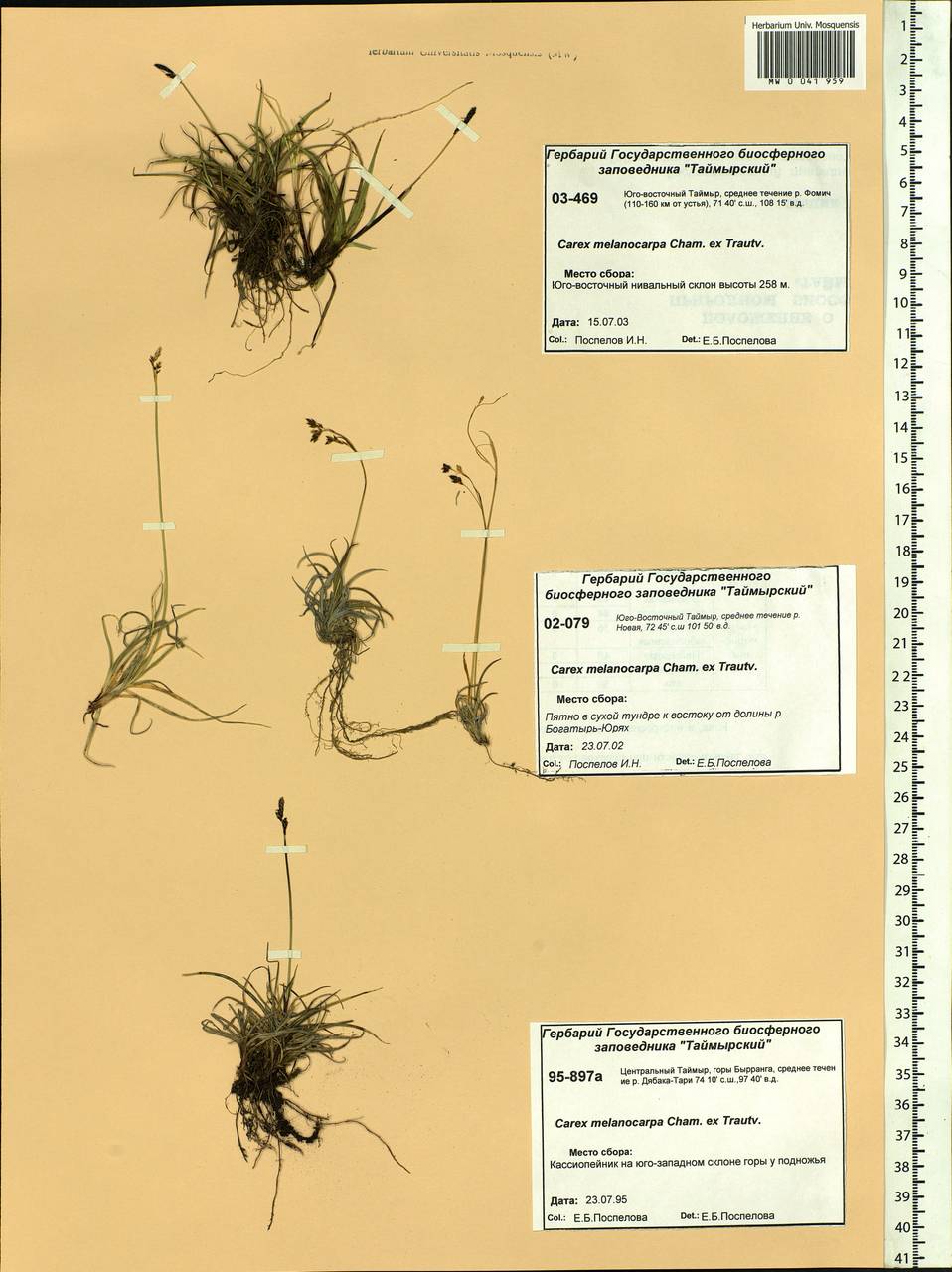 Carex melanocarpa Cham. ex Trautv., Siberia, Central Siberia (S3) (Russia)