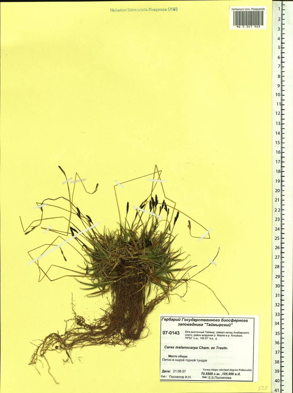 Carex melanocarpa Cham. ex Trautv., Siberia, Central Siberia (S3) (Russia)