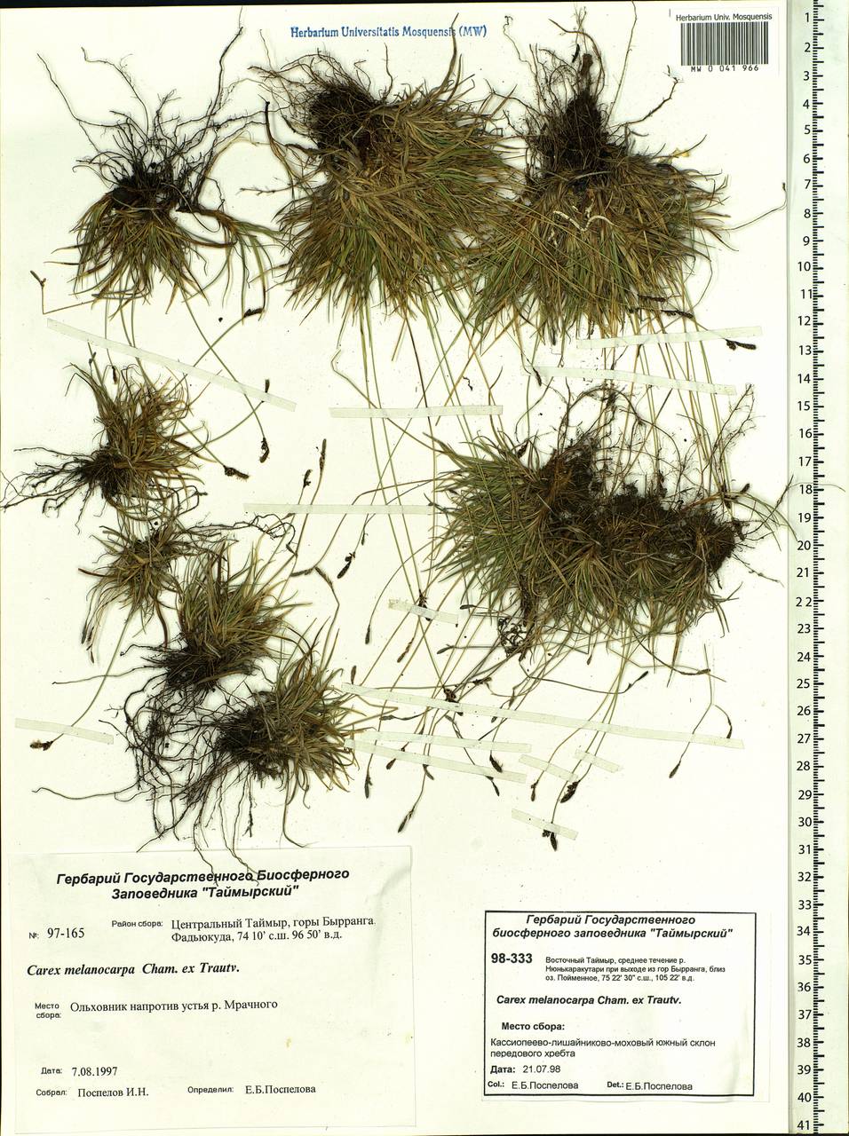Carex melanocarpa Cham. ex Trautv., Siberia, Central Siberia (S3) (Russia)