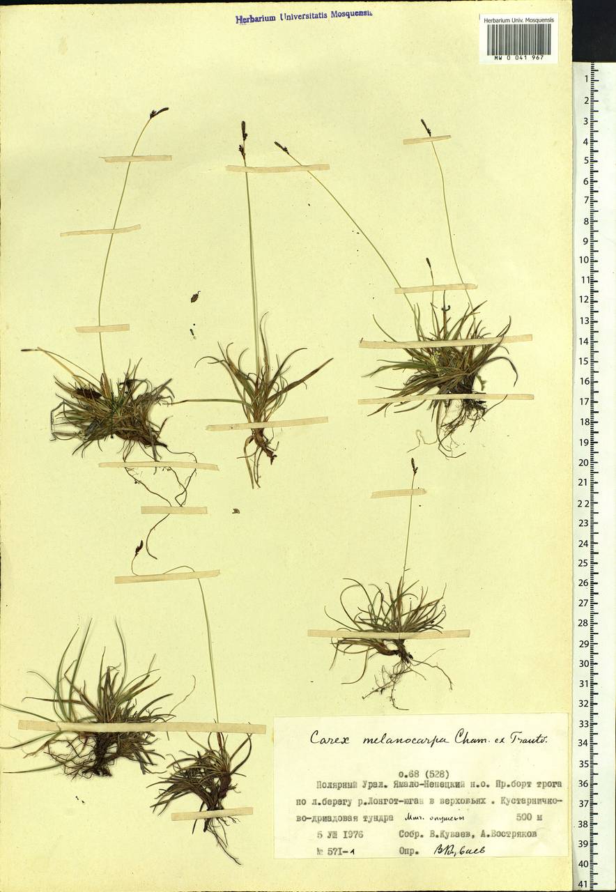 Carex melanocarpa Cham. ex Trautv., Siberia, Western Siberia (S1) (Russia)