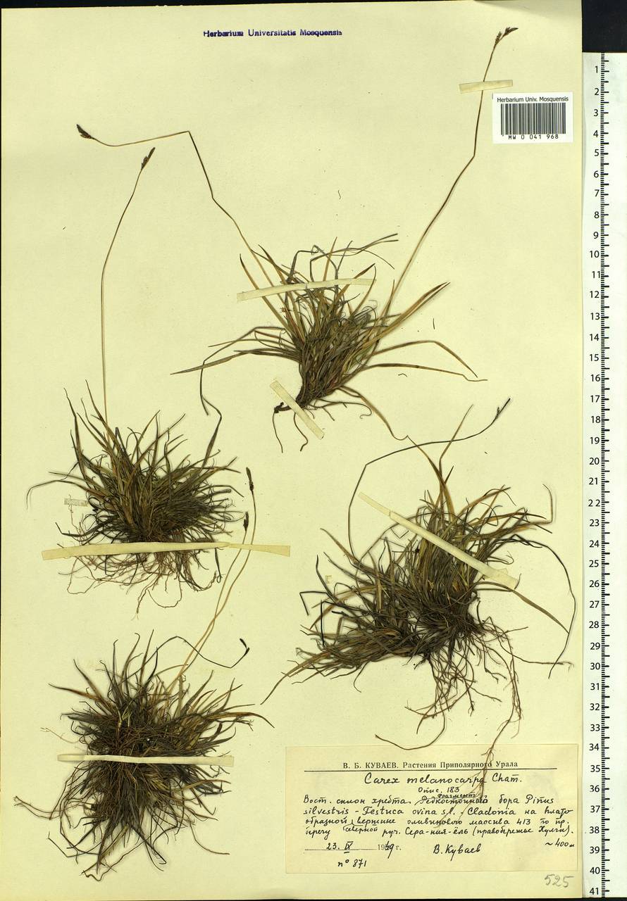 Carex melanocarpa Cham. ex Trautv., Siberia, Western Siberia (S1) (Russia)