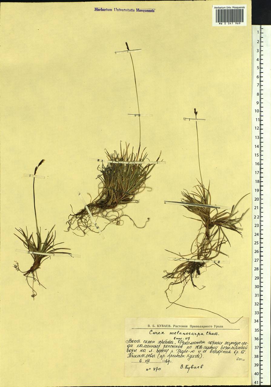 Carex melanocarpa Cham. ex Trautv., Siberia, Western Siberia (S1) (Russia)