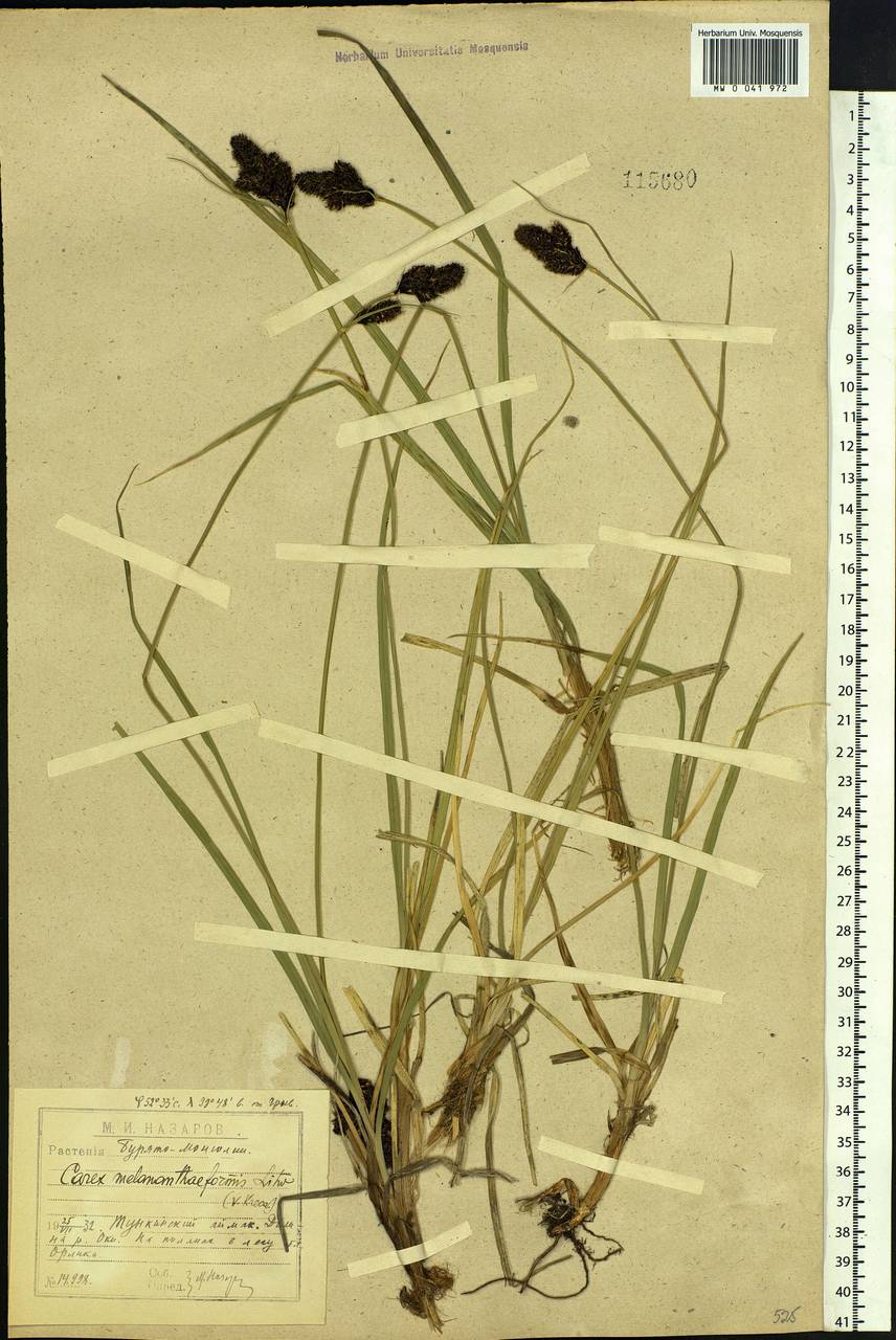 Carex melananthiformis Litv., Siberia, Baikal & Transbaikal region (S4) (Russia)