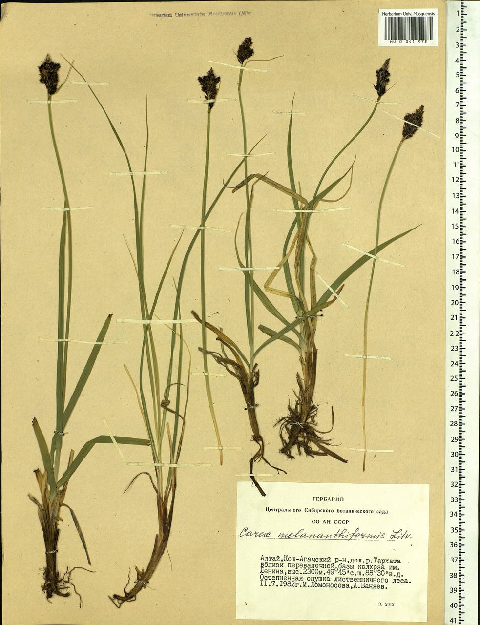 Carex melananthiformis Litv., Siberia, Altai & Sayany Mountains (S2) (Russia)