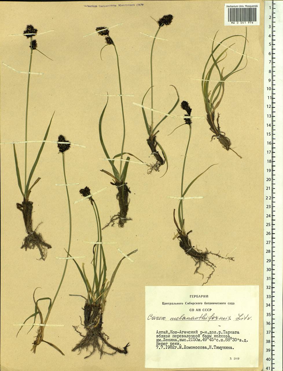 Carex melananthiformis Litv., Siberia, Altai & Sayany Mountains (S2) (Russia)