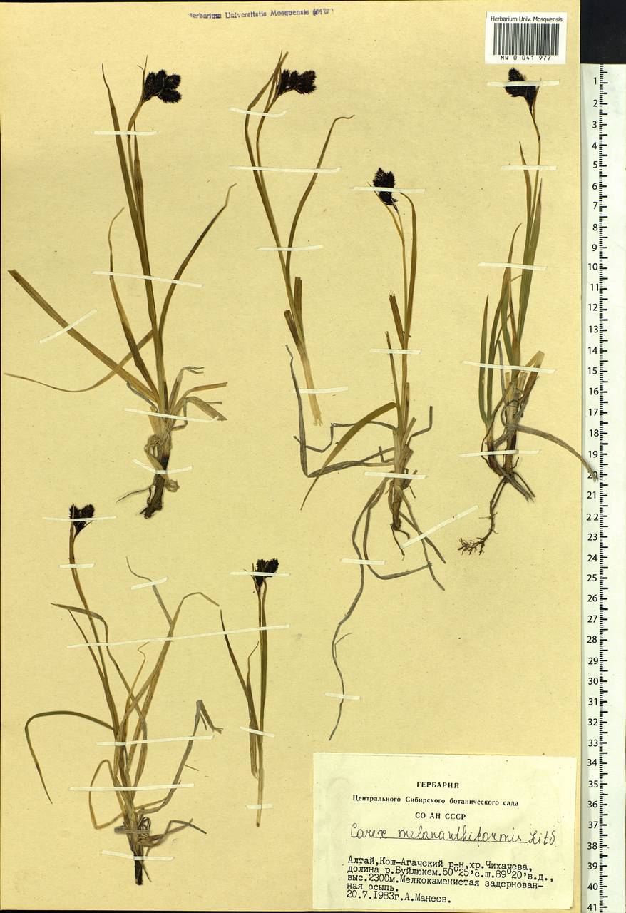 Carex melananthiformis Litv., Siberia, Altai & Sayany Mountains (S2) (Russia)