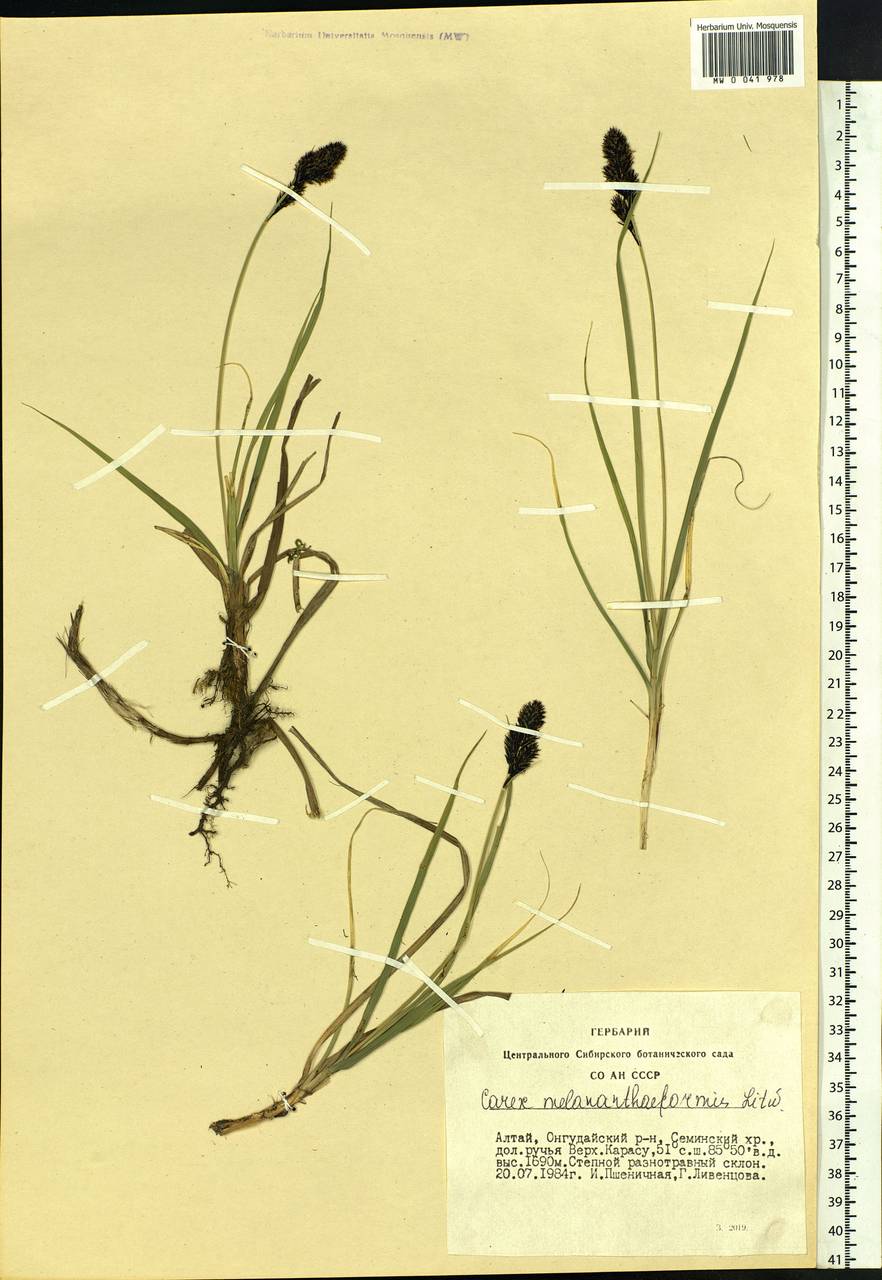 Carex melananthiformis Litv., Siberia, Altai & Sayany Mountains (S2) (Russia)