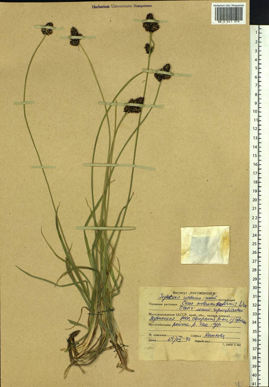 Carex melananthiformis Litv., Siberia, Altai & Sayany Mountains (S2) (Russia)