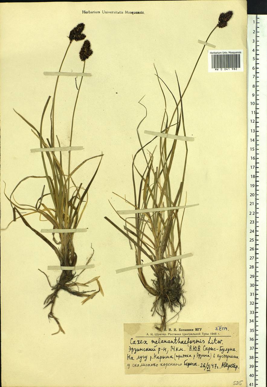 Carex melananthiformis Litv., Siberia, Altai & Sayany Mountains (S2) (Russia)