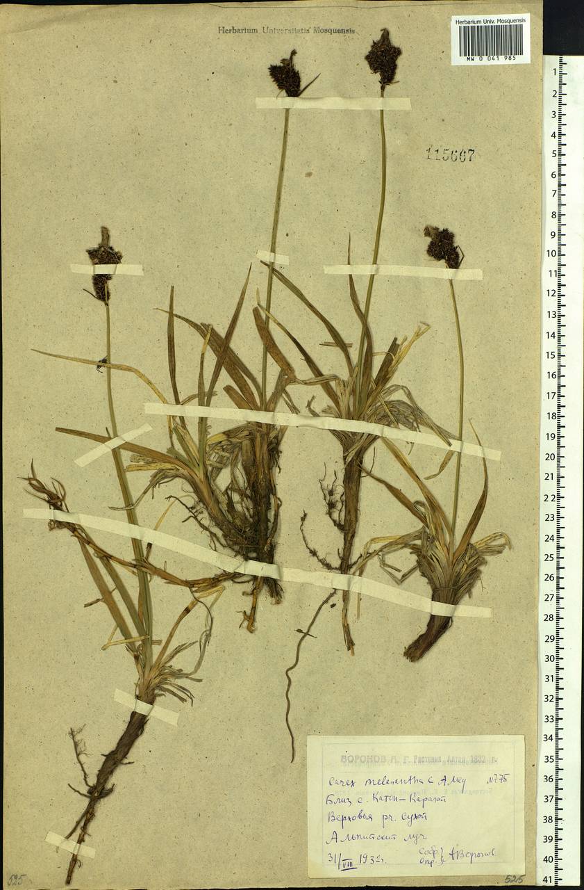 Carex melanantha C.A.Mey., Siberia, Western (Kazakhstan) Altai Mountains (S2a) (Kazakhstan)