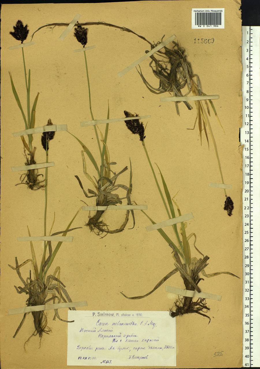 Carex melanantha C.A.Mey., Siberia, Western (Kazakhstan) Altai Mountains (S2a) (Kazakhstan)