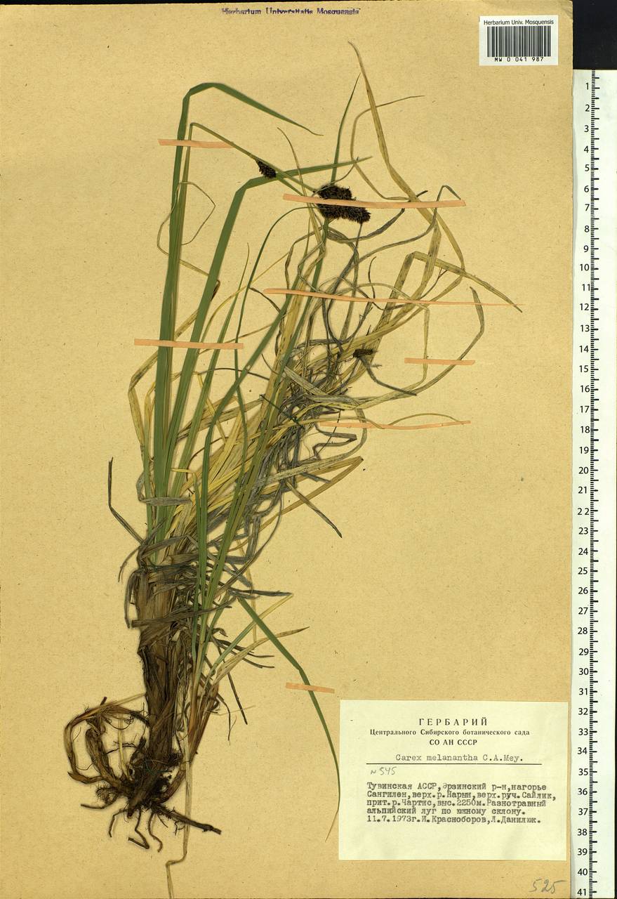 Carex melanantha C.A.Mey., Siberia, Altai & Sayany Mountains (S2) (Russia)