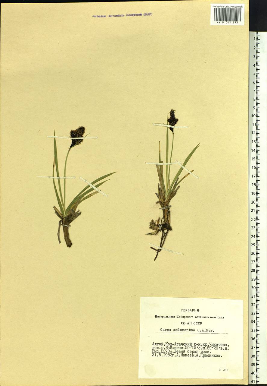 Carex melanantha C.A.Mey., Siberia, Altai & Sayany Mountains (S2) (Russia)