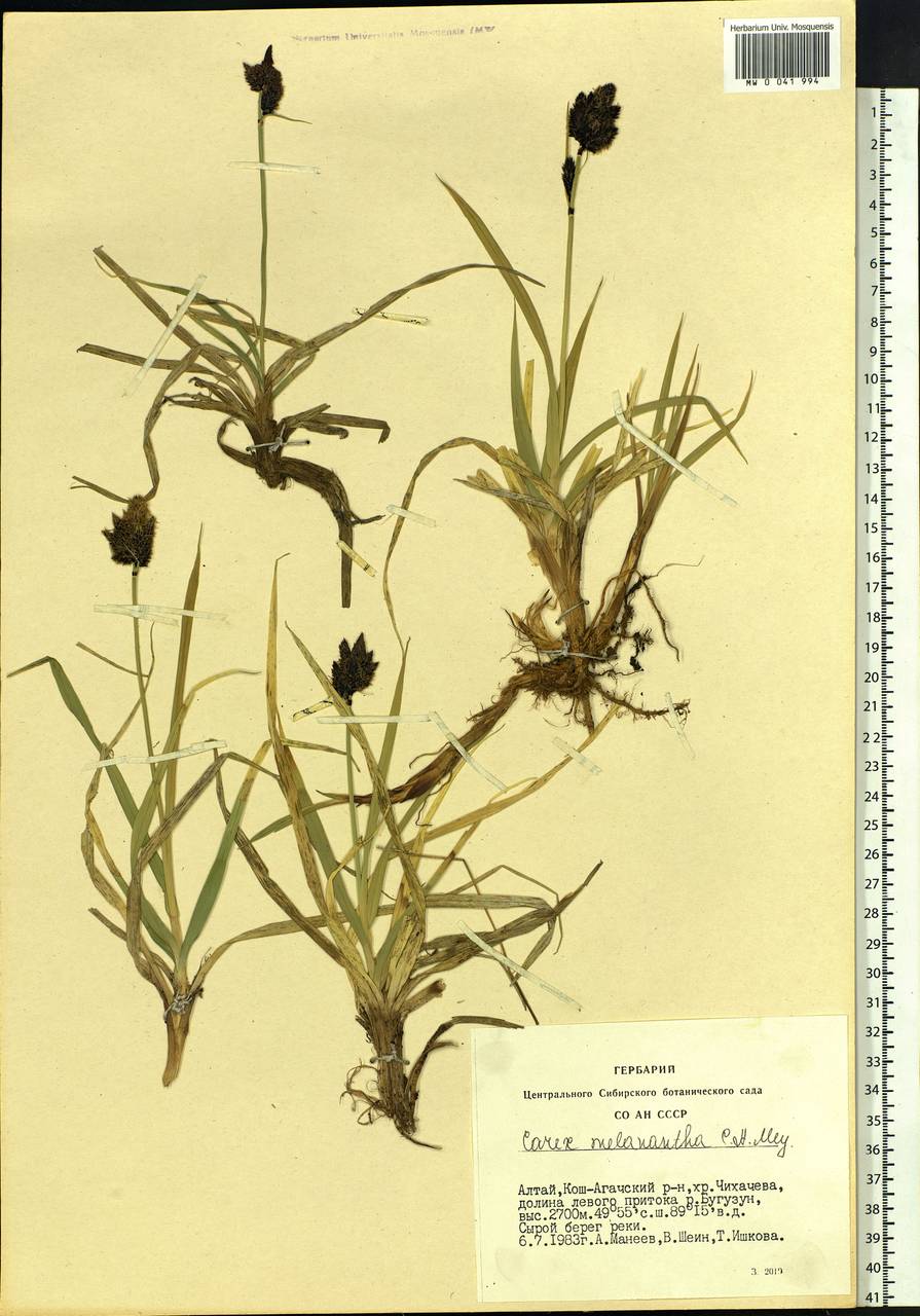 Carex melanantha C.A.Mey., Siberia, Altai & Sayany Mountains (S2) (Russia)