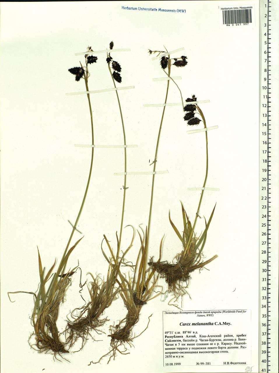 Carex melanantha C.A.Mey., Siberia, Altai & Sayany Mountains (S2) (Russia)