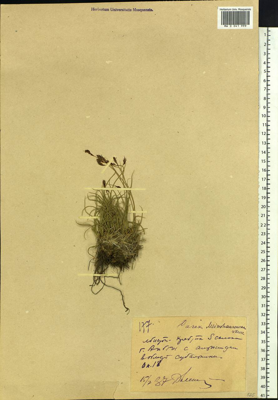 Carex tristis M.Bieb., Caucasus, Krasnodar Krai & Adygea (K1a) (Russia)