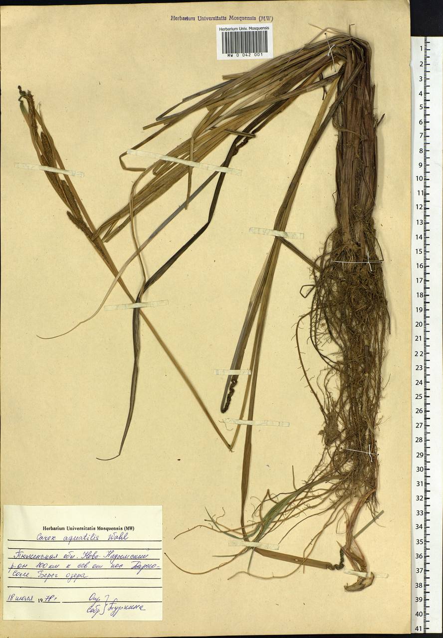 Carex aquatilis Wahlenb., Siberia, Western Siberia (S1) (Russia)