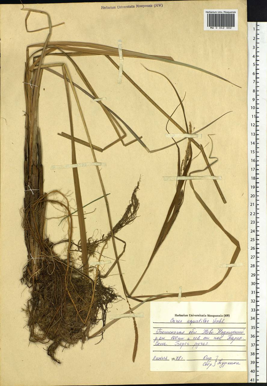 Carex aquatilis Wahlenb., Siberia, Western Siberia (S1) (Russia)