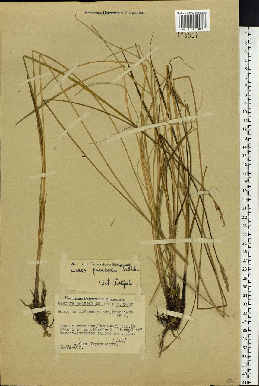 Carex appropinquata Schumach., Siberia, Baikal & Transbaikal region (S4) (Russia)