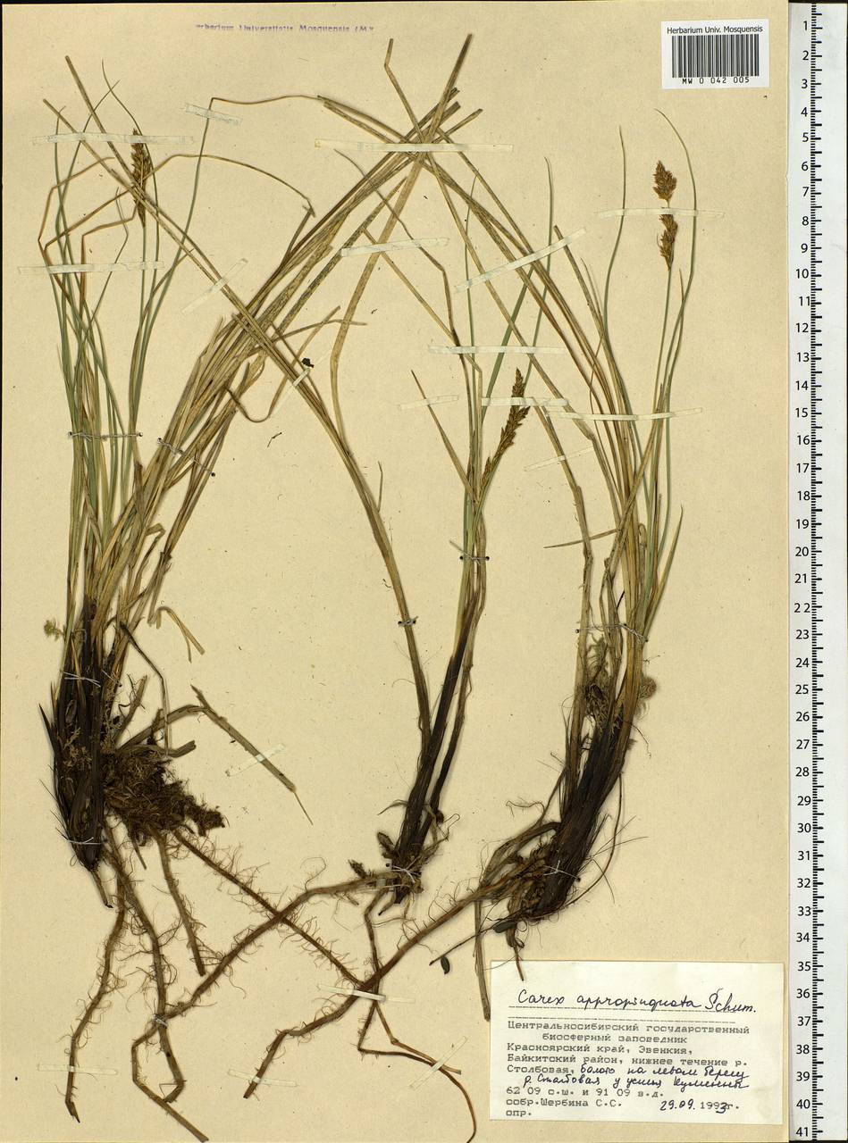 Carex appropinquata Schumach., Siberia, Central Siberia (S3) (Russia)
