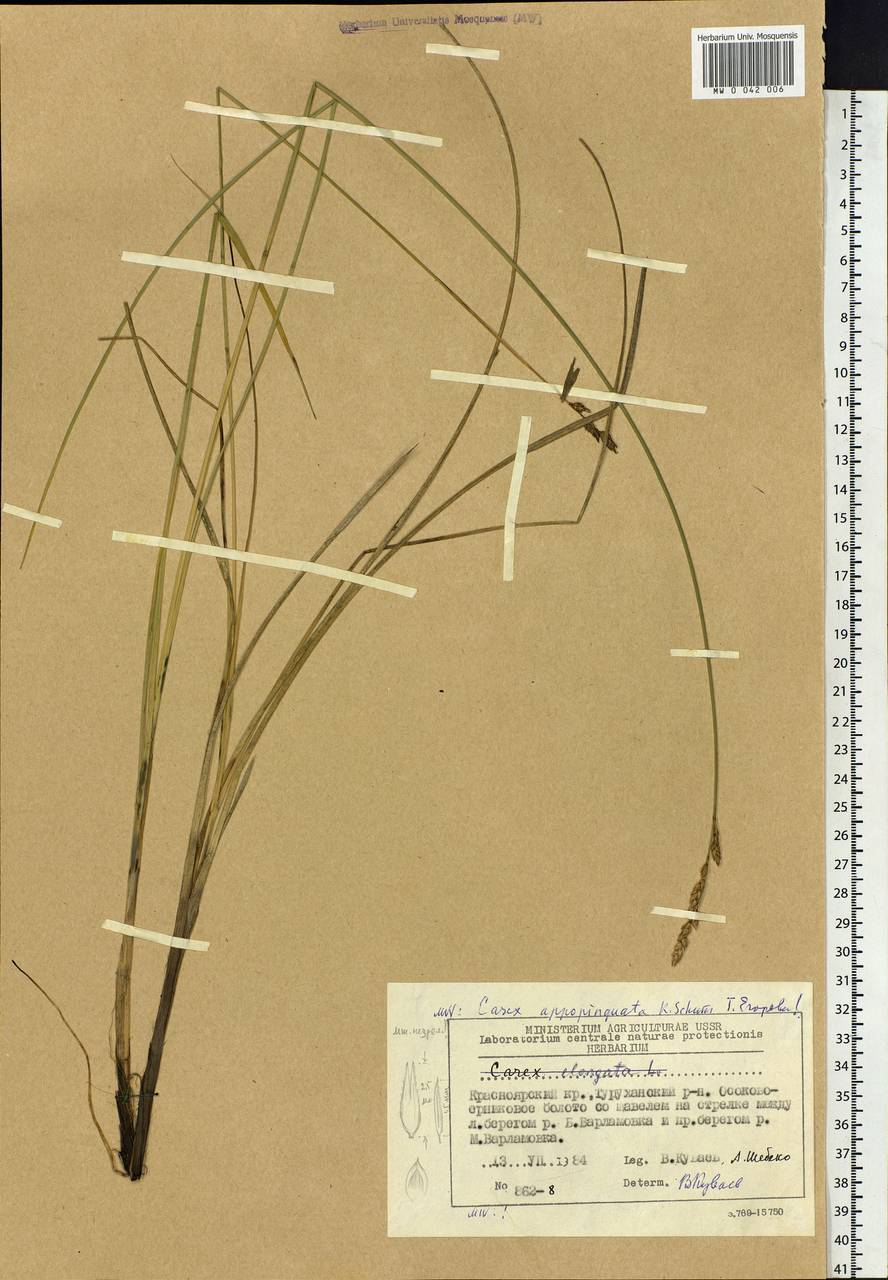 Carex appropinquata Schumach., Siberia, Central Siberia (S3) (Russia)