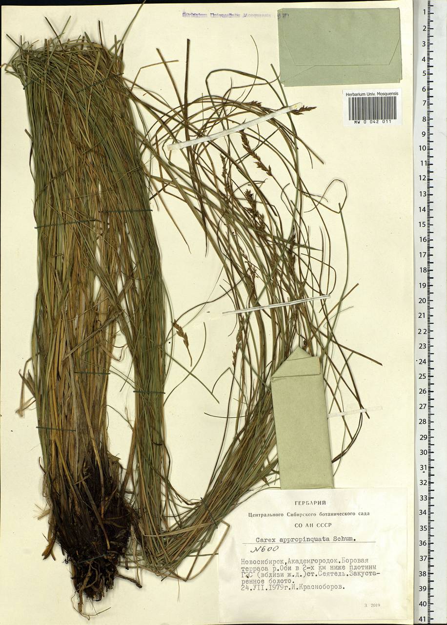 Carex appropinquata Schumach., Siberia, Western Siberia (S1) (Russia)