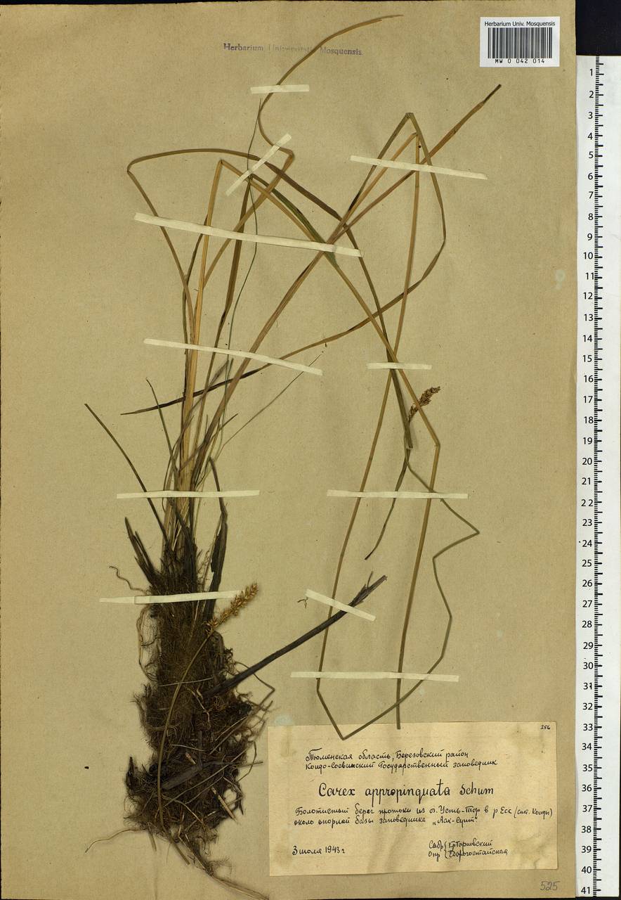 Carex appropinquata Schumach., Siberia, Western Siberia (S1) (Russia)