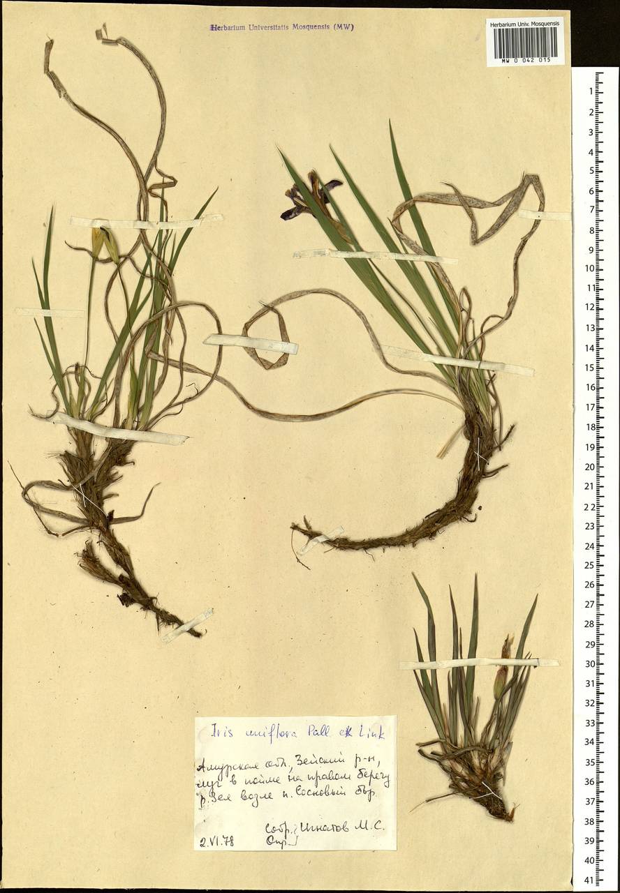 Iris uniflora Pall. ex Link, Siberia, Russian Far East (S6) (Russia)