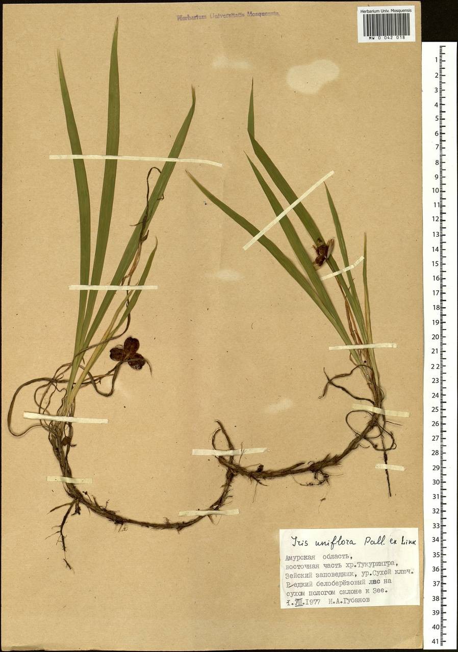 Iris uniflora Pall. ex Link, Siberia, Russian Far East (S6) (Russia)