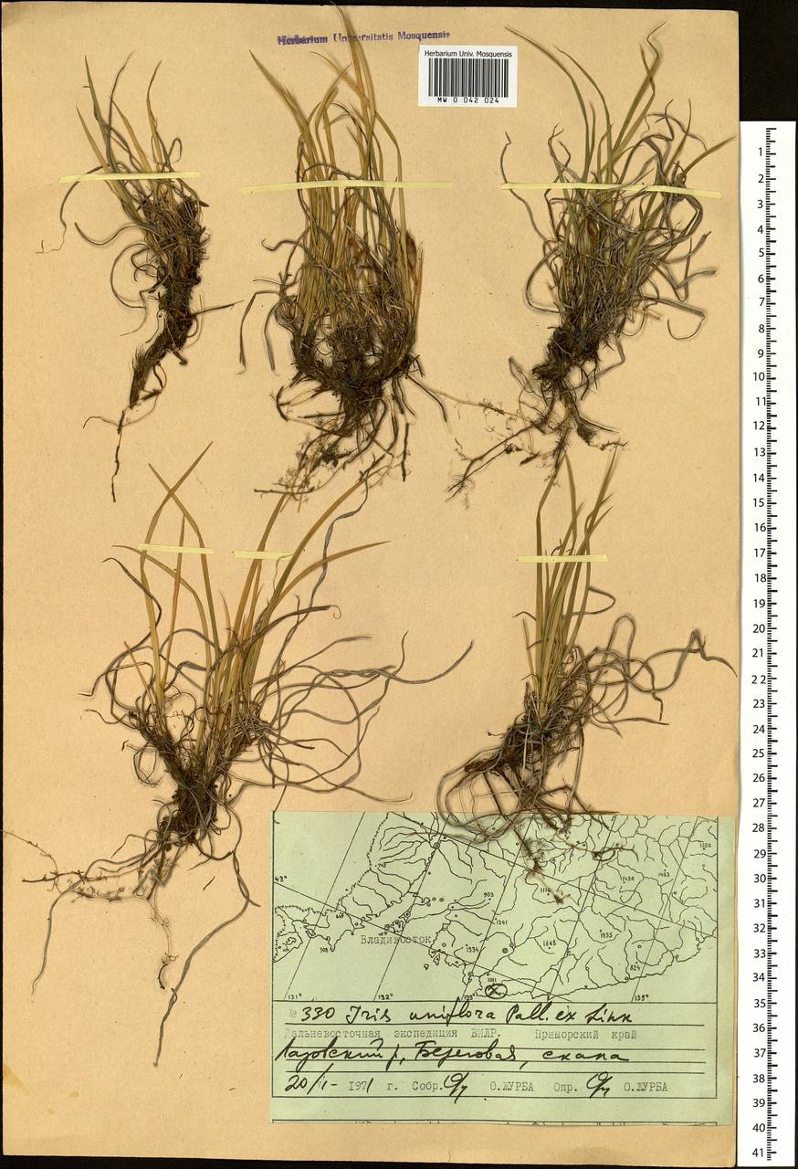 Iris uniflora Pall. ex Link, Siberia, Russian Far East (S6) (Russia)