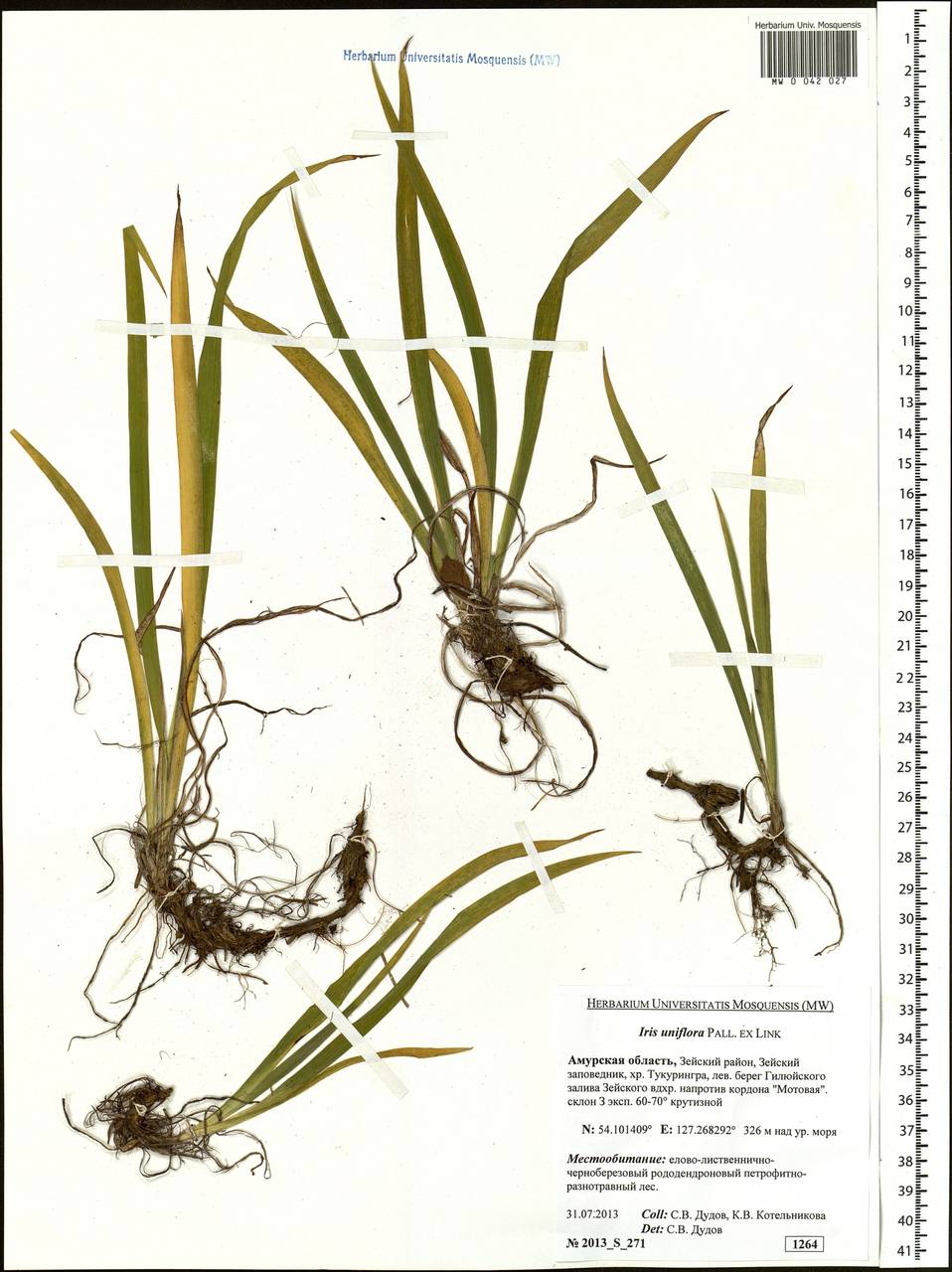 Iris uniflora Pall. ex Link, Siberia, Russian Far East (S6) (Russia)