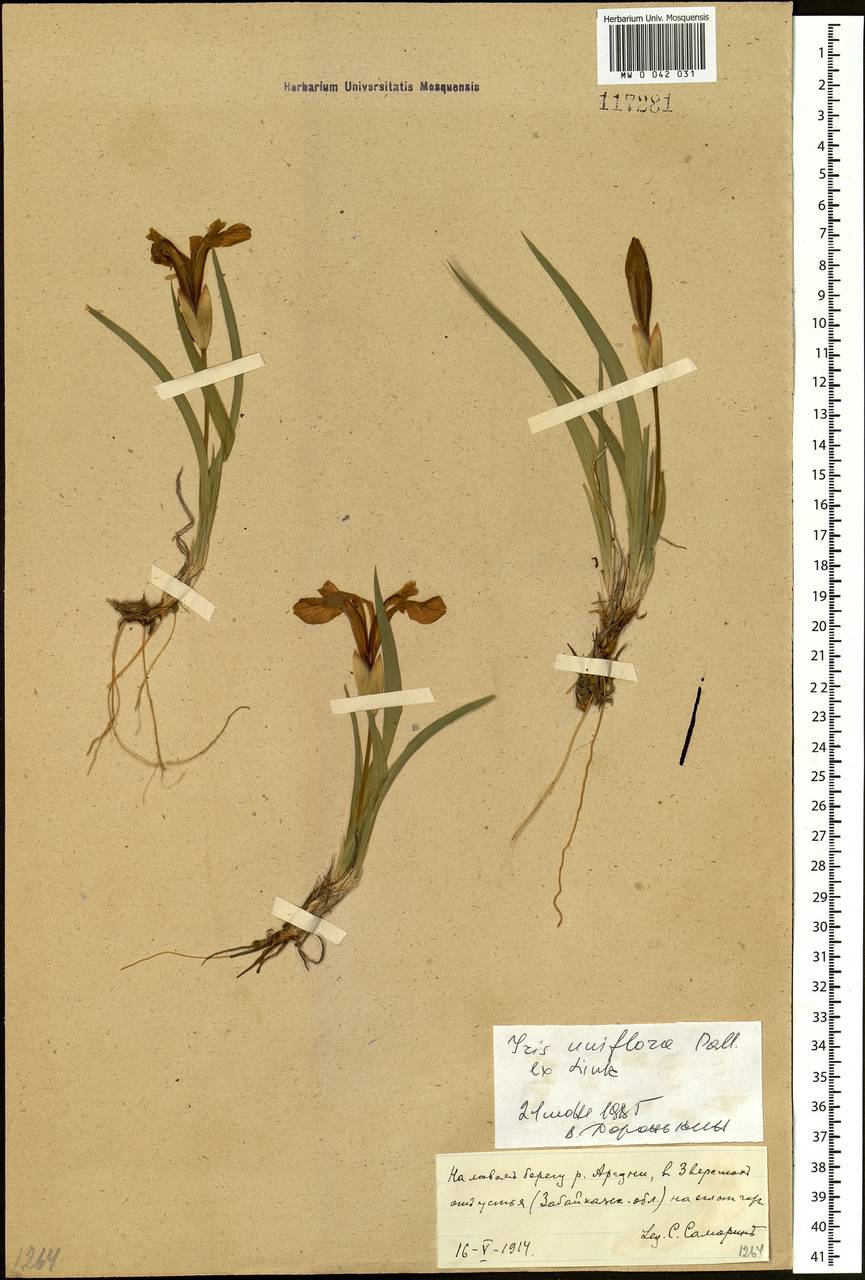 Iris uniflora Pall. ex Link, Siberia, Baikal & Transbaikal region (S4) (Russia)
