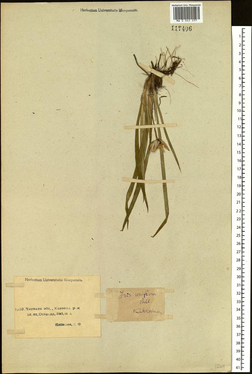 Iris uniflora Pall. ex Link, Siberia, Baikal & Transbaikal region (S4) (Russia)