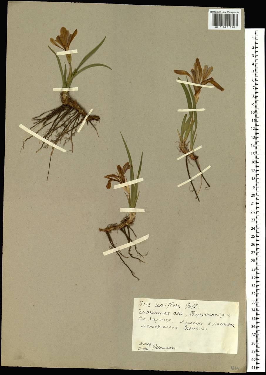 Iris uniflora Pall. ex Link, Siberia, Baikal & Transbaikal region (S4) (Russia)